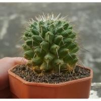 ราคา กระบองเพชร แคสตัส ไม้อวบน้ำ castus แมมโฉมสกาว (3778817390)