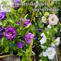 ราคา ต้นกุหลาบเวียดนาม หรือกุหลาบไร้หนาม (46814595285)