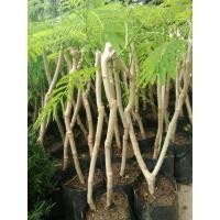 ราคา กิ่งพันธุ์ชะอม ต้นพันธ์ุชะอมพื้นบ้าน (7101853403)