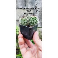 ราคา Mammillaria Beneckei variegata แมมหนามตะขอ (24983889301)