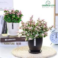 ราคา GNC - กระถางต้นไม้ดอกไม้เซรามิกทรงกลมพร้อมจานรอง Pasu Bunga Set HP-D26008 (50164084602)