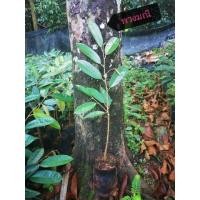 ราคา ต้นพันธุ์ทุเรียนพวงมณี​ (6014130730)
