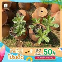 ราคา ต้นชวนชมด่างลายหินอ่อน (16648248063)