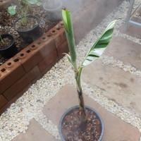 ราคา กล้วยด่างฟลอริด้า Musa Florida Variegated (11632732166)