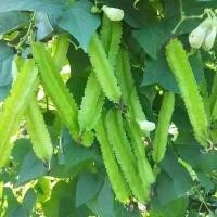 ราคา เมล็ดถั่วพู จอมทอง ตราตะวันต้นกล้า ขนาด5กรัม Winged Bean เมล็ดพันธุ์ถั่วพู ถั่วพู เมล็ดผักสวนครัว เมล็ดพันธุ์ผัก (48952838159)
