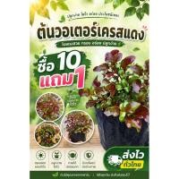 ราคา ต้นวอเตอร์เครสแดง ผักสวนครัว วอเตอร์เครสเขียว ผักเป็ดน้ำ คะน้า ผักสลัด ออแกนิค ผักอินทรีย์ ดิน ปุ๋ย กระถาง ปลอดสาร (56110041602)