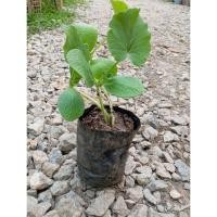 ราคา ต้นพันธุ์ ซูกินี ถุงดำพร้อมปลูก 30บาท แตง ซูกินี (Zucchini) มีผิวเรียบเนียนและสีเขียวเข้ม (25798115053)