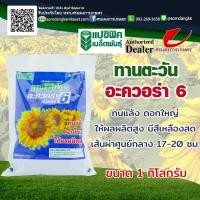 ราคา ทานตะวันดอก​อะควอร่า​6​ ขนาด​1​กิโลกรัม (23649731040)