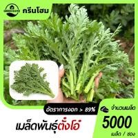 ราคา 5000 เมล็ดเมล็ดพันธุ์ตังโอ๋เมล็ดตั๋งโอ๋ตั้งโอญี่ปุ่นผักออร์แกนิกปลูกง่าย☘️รสชาติอร่อย (25093617132)