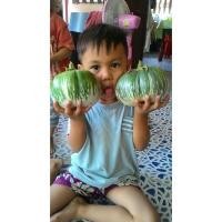 ราคา เมล็ด มะเขือเปราะยักษ์กัมพูชา - Cambodian Giant Eggplant (17100744783)