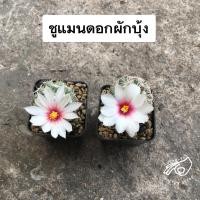 ราคา แมมชูแมนดอกผักบุ้ง เมล็ด ชูแมน เมล็ดชูแมน ชู แมน แมมชูแมนนิไอ mam shumanii mammillaria m. กระบองเพชร แคคตัส cactus seed (20138041510)