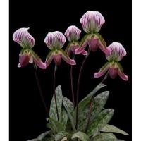 ราคา รองเท้านารีคางกบ(Paphiopedilum) (7583786158)