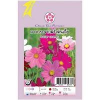 ราคา เมล็ดพันธุ์ดาวกระจายฝรั่งต้นเตี้ย ตราเจียไต๋ (1016773)