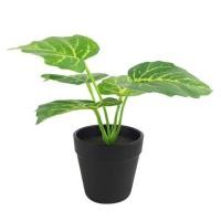 ราคา ต้นไม้ประดิษฐ์ใบเขียว SPRING รุ่น MN11 19 ซม. (1065787)