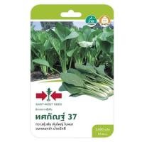 ราคา ผักกาดกวางตุ้งต้นทศกัณฐ์ ศรแดง (1146663)