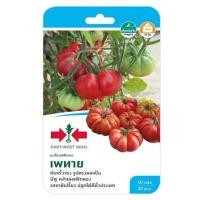 ราคา มะเขือเทศฟักทอง เพทาย ศรแดง (1146703)