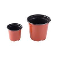 ราคา กระถางต้นไม้ ชัยโย 6 นิ้ว 6 ใบ (1158321)