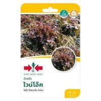 ราคา เมล็ดพันธุ์ผักสลัด ไวน์โอ๊ค ศรแดง (1229592)