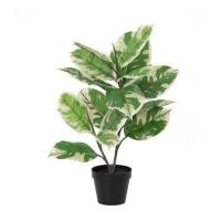 ราคา ต้นยางอินเดียด่างขาวประดิษฐ์ SPRING 50 ซม. (1259709)