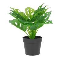 ราคา ต้นมอนสเตอร่าลายจุด SPRING 22 ซม. (1283329)