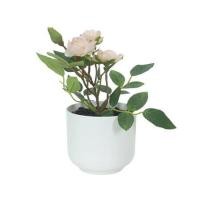 ราคา ดอกกุหลาบสีชมพู SPRING 21 ซม. (1283332)