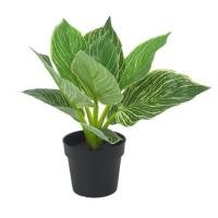 ราคา ต้นมอนสเตอร่าลายทาง SPRING 23 ซม. (1283353)