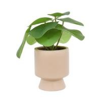 ราคา ต้นเหรียญเงินประดิษฐ์ในกระถางเซรามิก SPRING 22 ซม. (1201172)