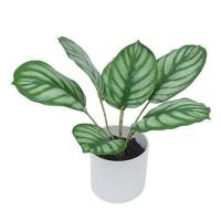 ราคา ต้นคล้าใบตองประดิษฐ์ในกระถางเมลามีน SPRING 25 ซม. (1201156)