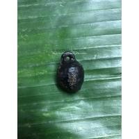 ราคา หมากทุย หลวงปู่เอี่ยม วัดหนัง ปิดทอง ลงรักเก่า มีห่วง สวยงามน่าไปเลี่ยมทองคล้องคอบูชา (1582)