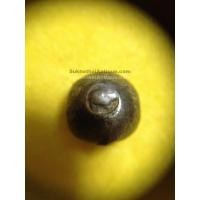 ราคา พดด้วงเม็ดสลึงตรากระต่ายอ้วน-หอยสังข์ สุโขทัย สวยงามดูคลาสสิก หายากมาก มาก เม็ดที่ 1 (337)