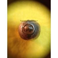 ราคา พดด้วงเม็ดสลึงตรากระต่ายอ้วน-หอยสังข์ สุโขทัย สวยงามดูคลาสสิก หายากมาก มาก เม็ดที่ 3 (339)