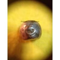 ราคา พดด้วงเม็ดสลึงตรากระต่ายอ้วน-หอยสังข์ สุโขทัย สวยงามดูคลาสสิก หายากมาก มาก เม็ดที่ 4 (340)