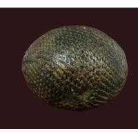 ราคา เบี้ยแก้หลวงปู่รอด วัดนายโรง