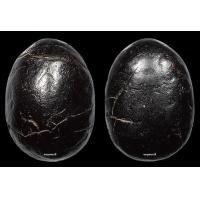 ราคา เบี้ยแก้เก่าพอกผงมันส์ๆ