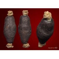 ราคา ตะกรุดหนังควายพอกครั่ง ครูบาชุ่ม