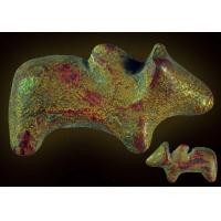 ราคา วัวธนู ครูบานันตา วัดทุ่งม่านใต้ แชมป์ หลายสมัยครับ