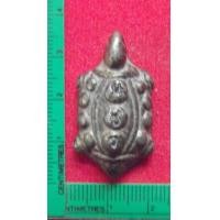 ราคา เต่าเนื้อชิน