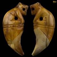 ราคา เขี้ยวหมีแกะเสือสวยๆ