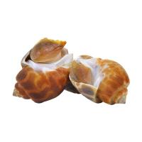 ราคา หอยหมากกลาง 30-50 ตัว/กก. (139149880366925)