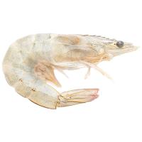 ราคา กุ้งขาวเล็ก แช่แข็งละลาย กก.ละ (626493771211553)