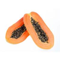 ราคา มะละกอฮอลล์แลนด์ 1 ลูก (7497580478659)