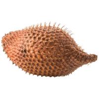 ราคา สละอินโด 1 กก. (221046687411417)