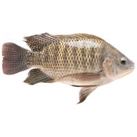 ราคา ปลานิลเล็ก 250-400 ก. กก.ละ (927380260530497)