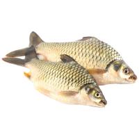 ราคา ปลาตะเพียน ขนาดใหญ่ 400-600 ก. (885956491874194)