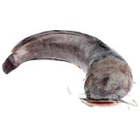 ราคา ปลาดุกรัสเซีย 400-600 ก./ตัว (234940267761554)