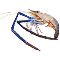 ราคา กุ้งก้ามกรามใหญ่ กก.ละ (684669540440846)