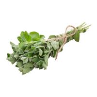 ราคา สมุนไพรสด ออริกาโน 100 กรัม (7497431089347)