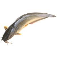 ราคา ปลาดุกอุย 400-600 ก. กก.ละ (565706619975270)