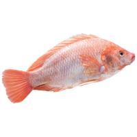 ราคา ปลาทับทิมเป็น 0.9-1.2 กก. (39582199052231)