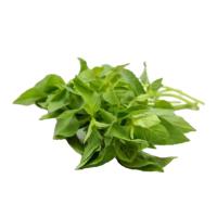 ราคา ใบแมงลัก (7275698651331)